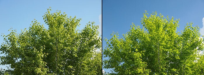 Effect of polarizing filter on trees and sky to improve the appearance of landscapes - Sky is bluer and leaves are greener - Without filter on the left - With filter on the right